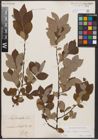 Foto von Salix caprea L. x Salix cinerea L.